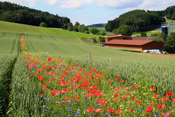 field filled in with rosses 